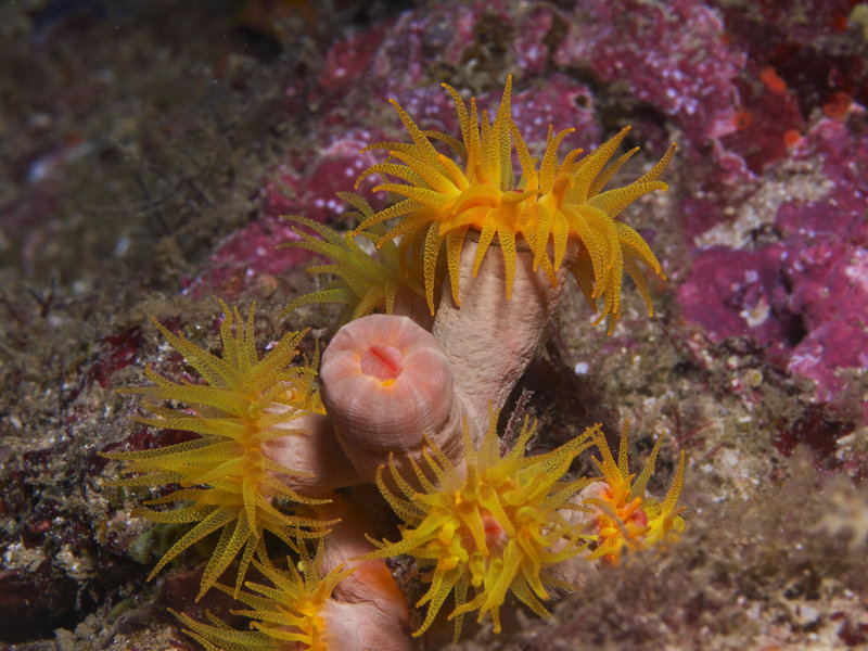 Polyp, Dugon Wall